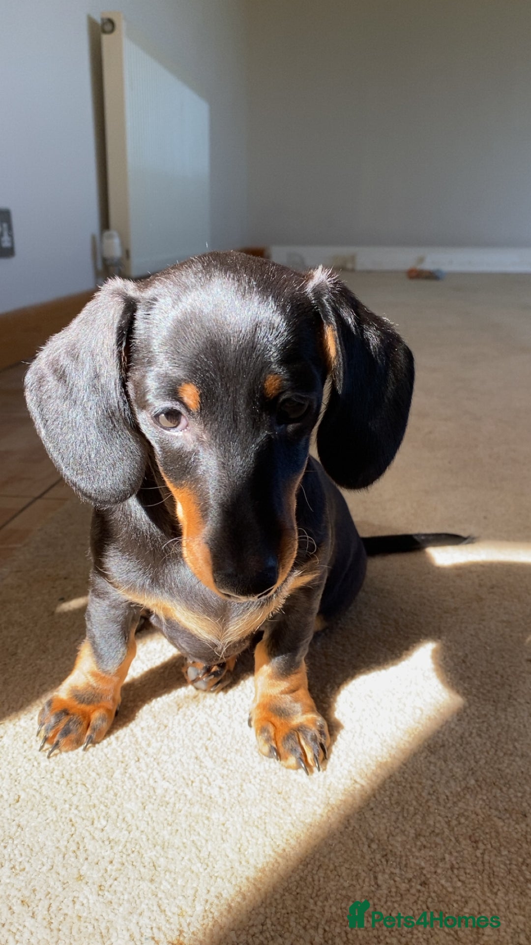 Dachshund dogs for sale: Miniature x standard dachshund pup for sale - Image 2