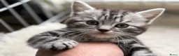 British Shorthair cats for sale: GCCF Rare Show Quality BSH Silver Tabby Kittens  - Advert 25