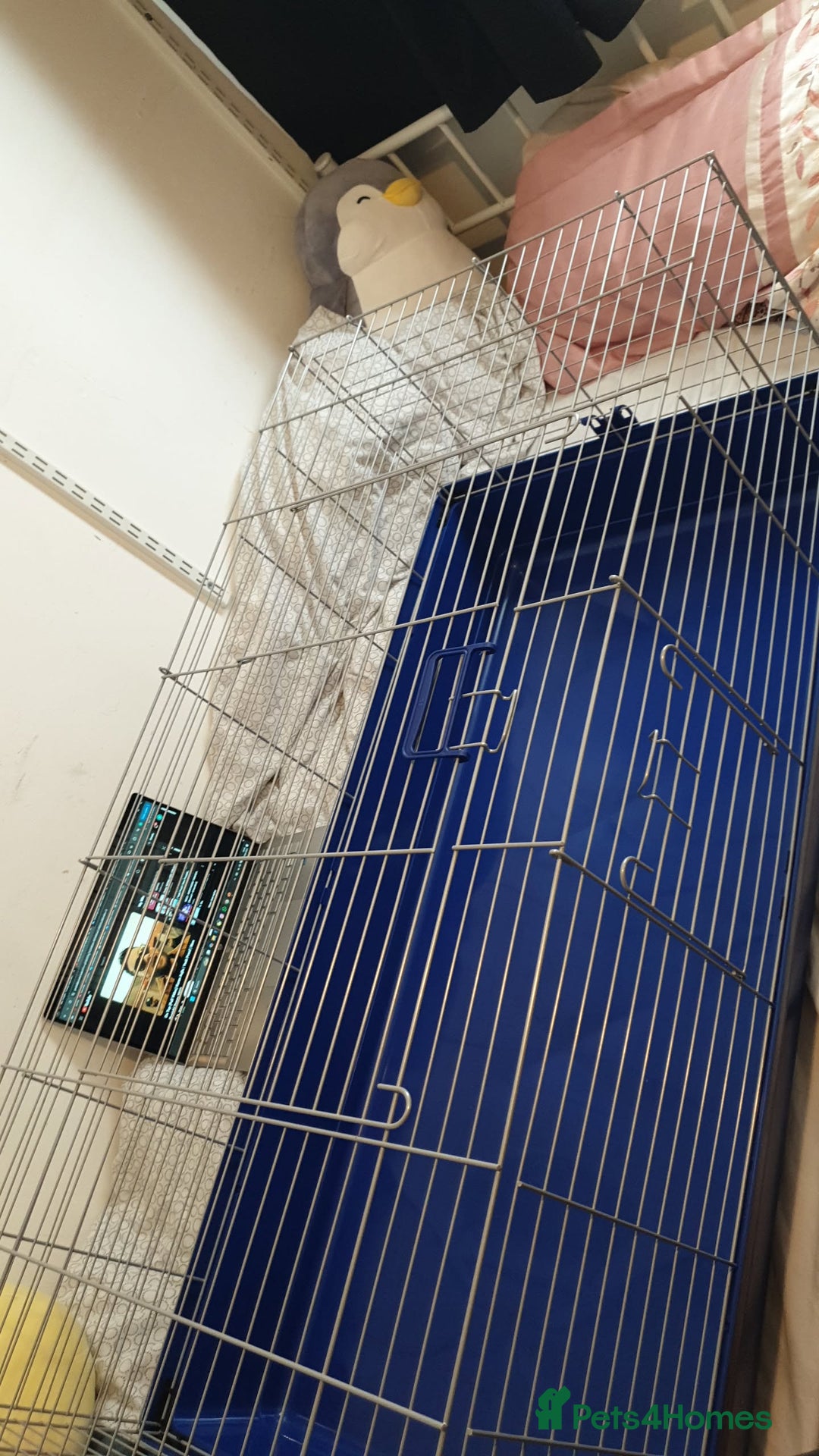 Lionhead rabbits for sale: Lionhead male rabbit for sale with cage - Image 4
