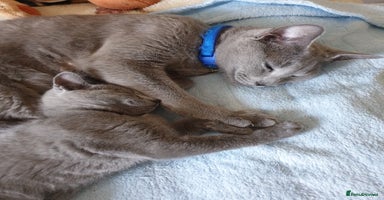 Russian Blue cats in Hayes - Advert 15