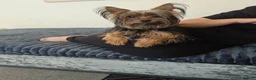 Yorkshire Terrier dogs for sale: 9-month yorkshire terrier - Advert 6