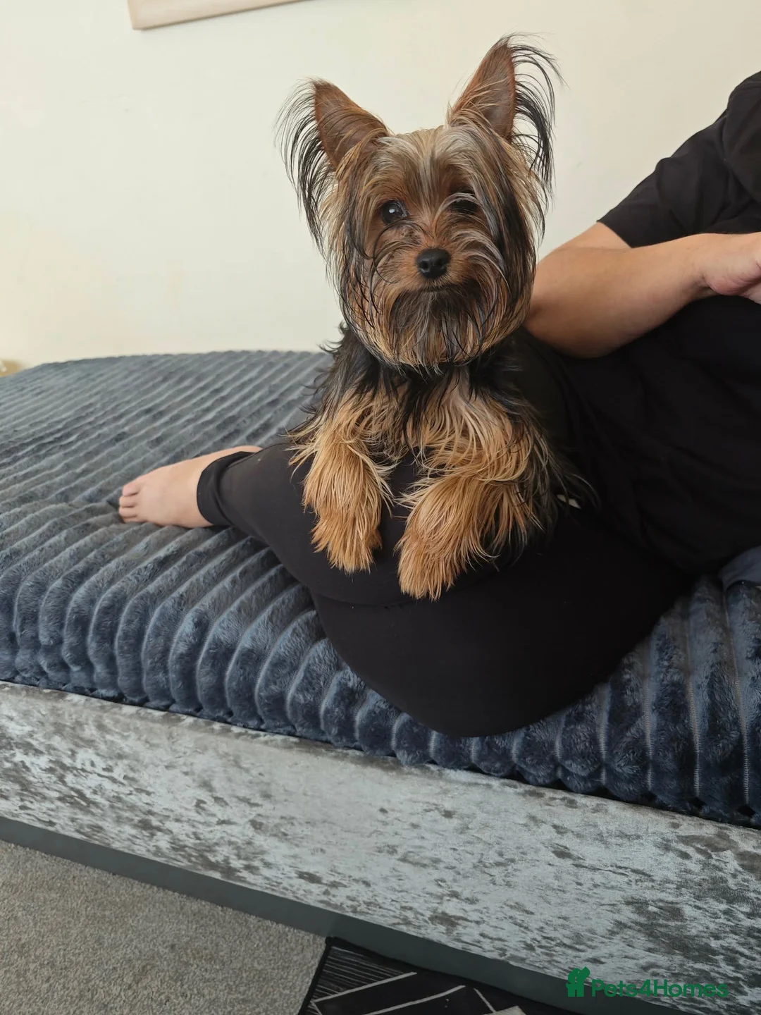 Yorkshire Terrier dogs for sale: 9-month yorkshire terrier - Advert 6