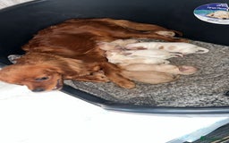 Cavapoo dogs for sale: beautiful colour cavapoos looking for new homes - Image 6