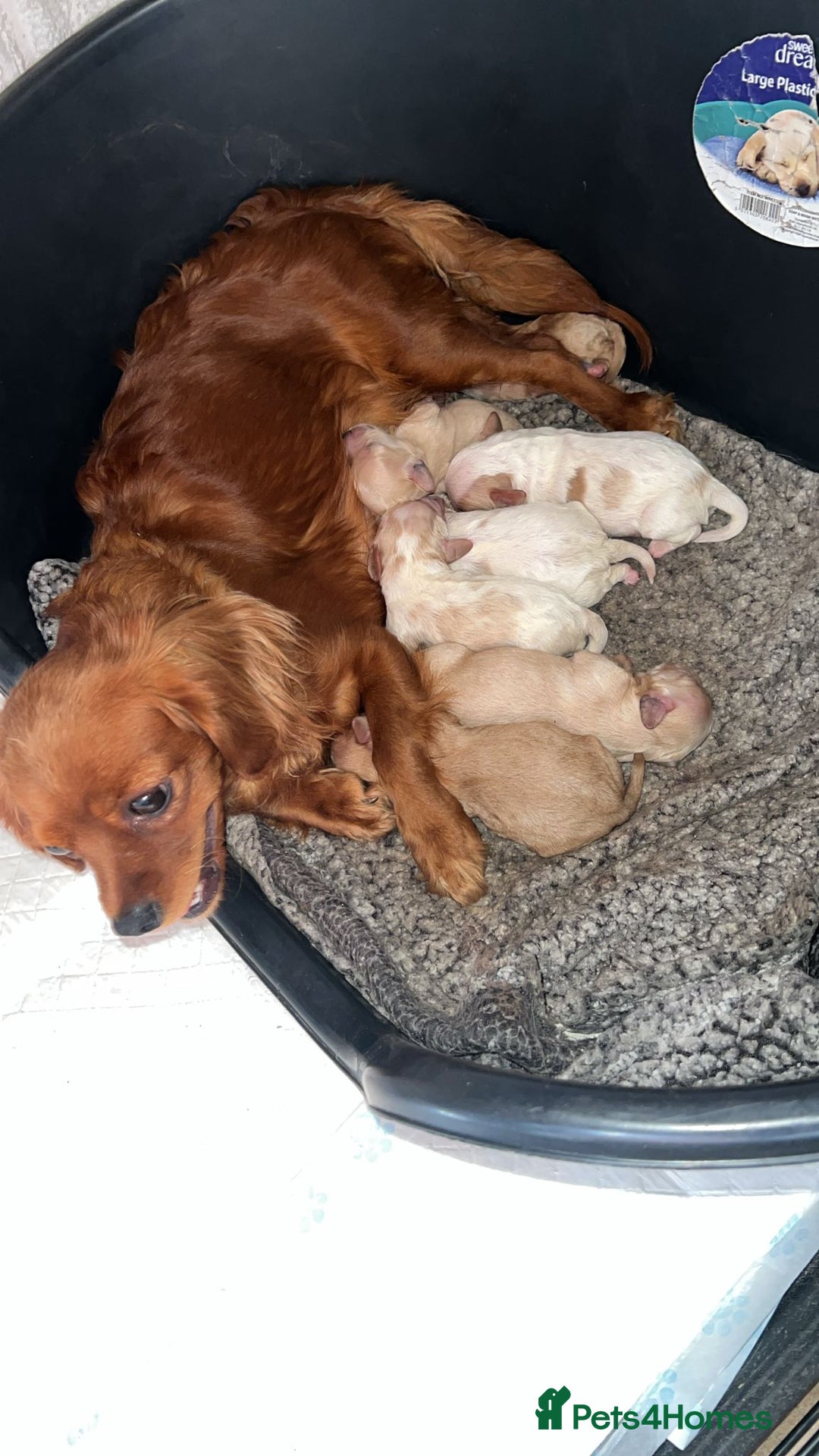 Cavapoo dogs for sale: beautiful colour cavapoos looking for new homes - Image 6