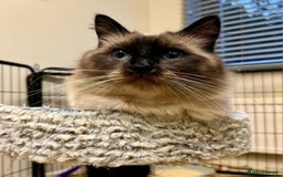 Ragdoll cats for sale: Beautiful Ragdoll boys looking for forever homes - Image 6