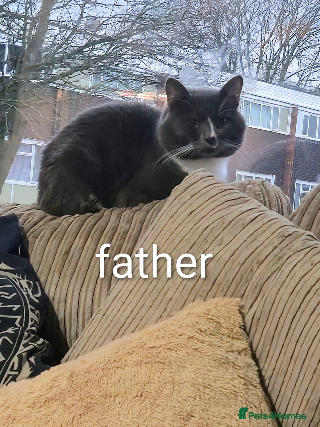 Domestic Shorthair cats for sale: 3 kittens  - Advert 2