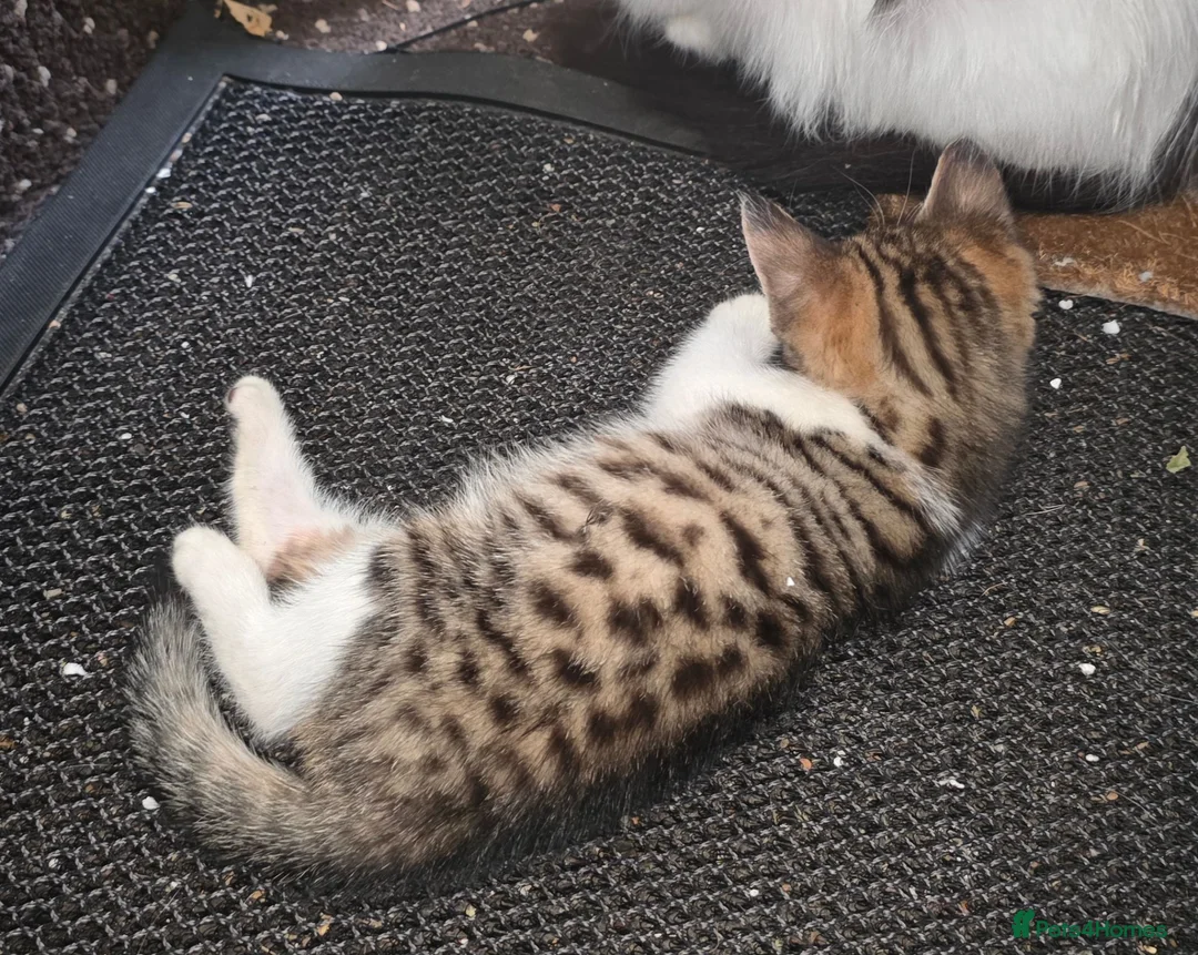 Mixed Breed cats for sale: Bengal female kitten - Advert 2