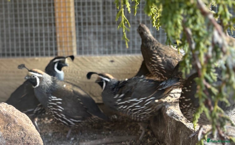 Quail poultry - Advert 1