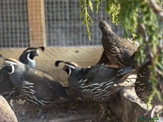 Quail poultry - Advert 29