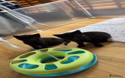 Mixed Breed cats for sale: 2 Sweet Black Kitties - Image 1