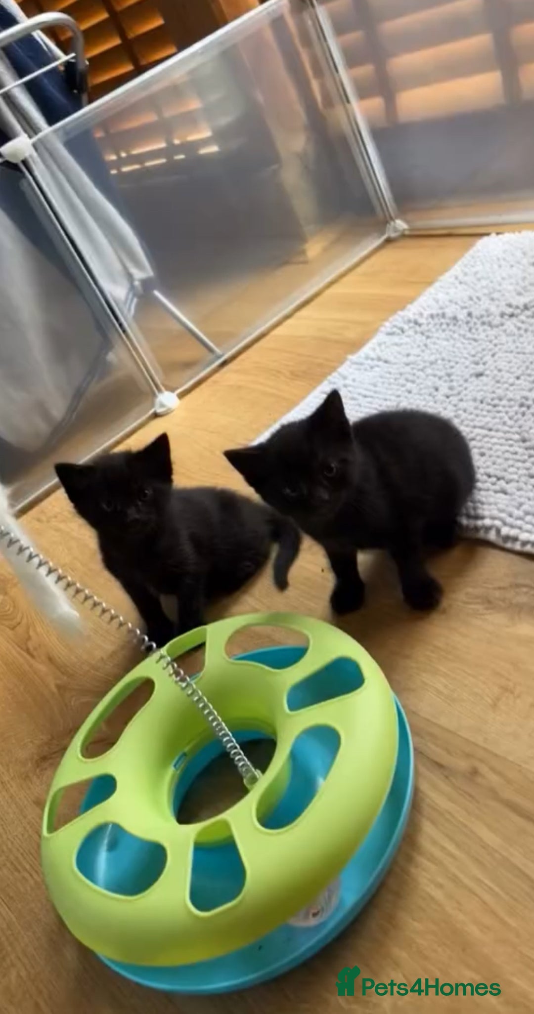 Mixed Breed cats for sale: 2 Sweet Black Kitties - Image 1