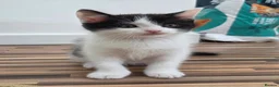 Scottish Fold cats for sale: Scottish Fold / Scottish Straight in Leicester - Advert 13