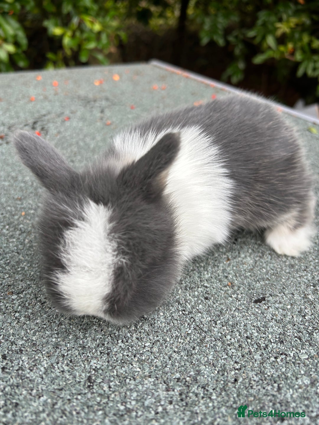 Mini Lop rabbits for sale: 3 beautiful mini lop rabbits for sale  - Image 1