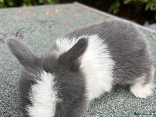 Mini Lop rabbits - Advert 10