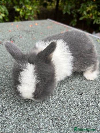 Mini Lop rabbits - Advert 16