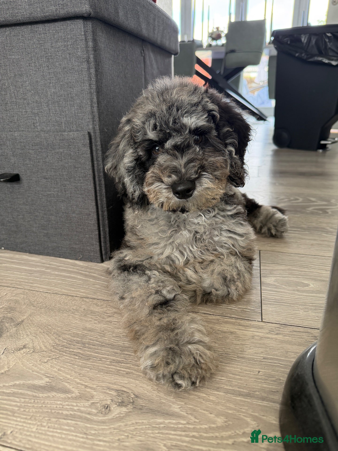 Cockapoo dogs Beautiful 5 month Cockapoo - Advert 16