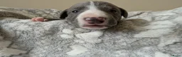 Whippet dogs for sale: KC Reg Whippet Pups-Heart Tested Clear Parents - Advert 32