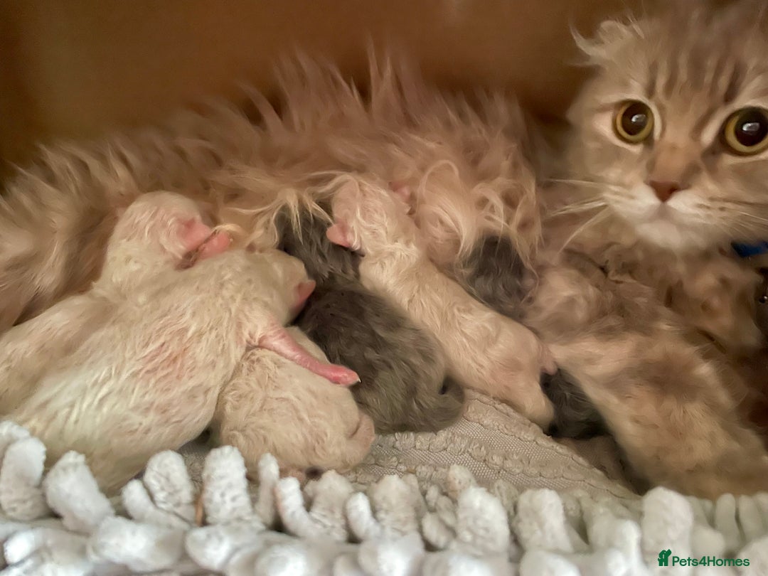 Ragdoll cats for sale: Exquisite, truly unique Ragdolls & Ragfold kittens - Advert 2