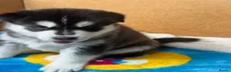 Siberian Husky dogs for sale: Beautiful Siberian Husky pups - Advert 16