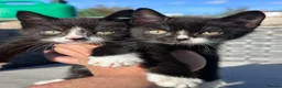 Mixed Breed cats for sale: Beautiful Mixed Kittens  - Advert 4