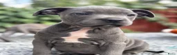 Staffordshire Bull Terrier dogs for sale: Adorable Puppies Looking For Their Forever Homes - Advert 11