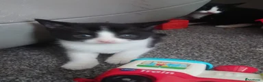 Mixed Breed Kitten 1