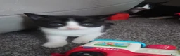 Mixed Breed cats for sale: 2 black and white kittens for sale  in Warrington - Advert 6