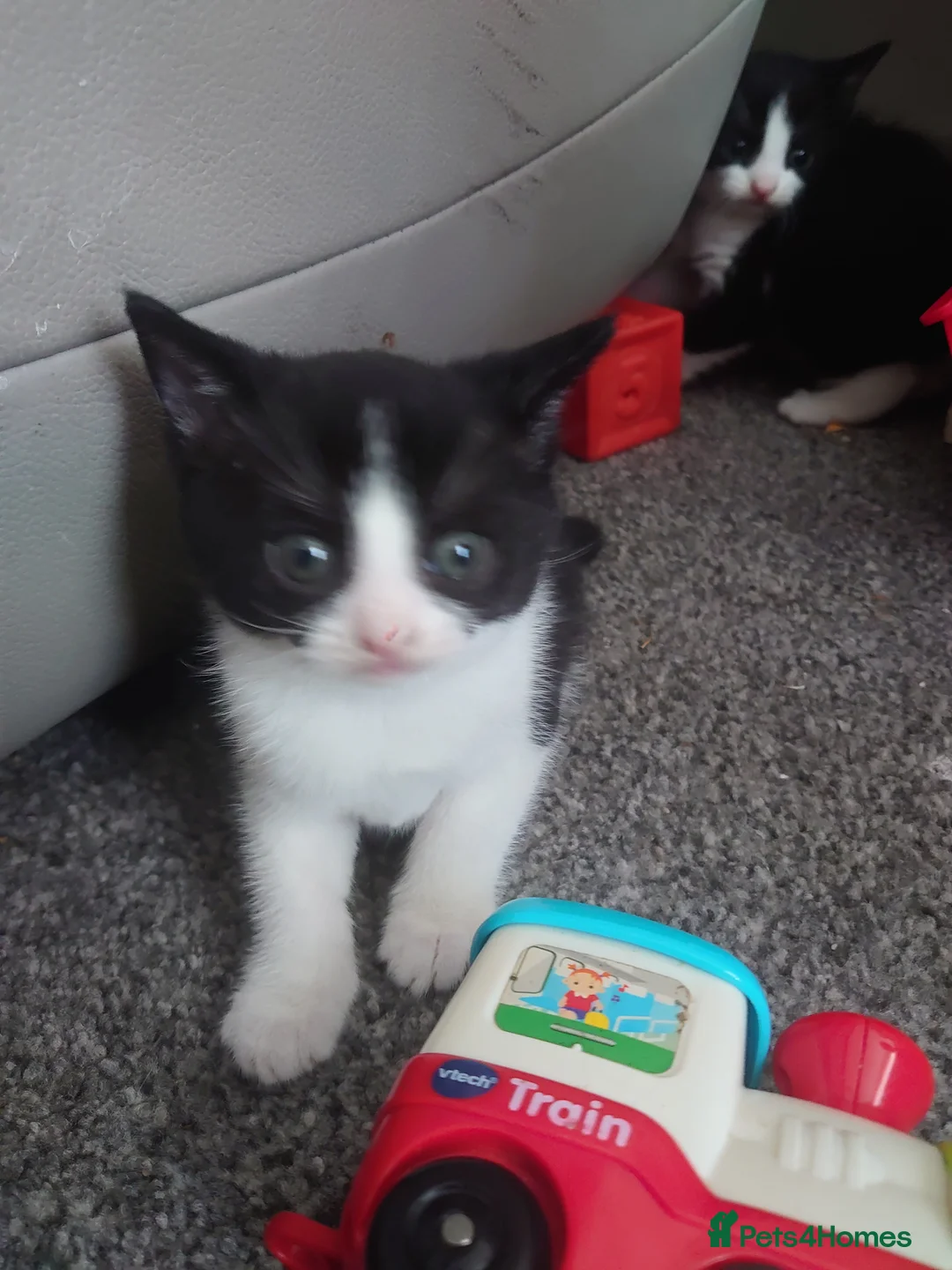 Mixed Breed cats for sale: 2 black and white kittens for sale  in Warrington - Advert 6