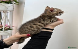 Bengal cats for sale: GORGEOUS PURE BENGAL KITTENS READY TO GO ❤️ - Image 23