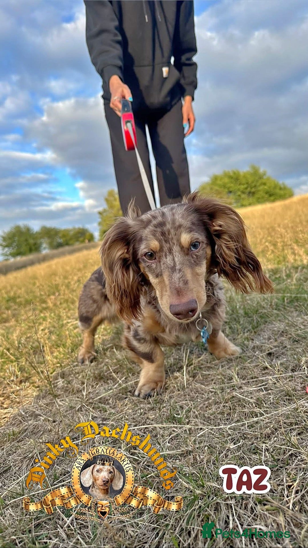 Miniature Dachshund dogs Miniature Dachshund STUD - Advert 2