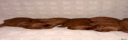 Cavapoo dogs for sale: 5⭐️ toy cavapoo puppy’s  - Advert 6