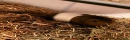 Guinea Pig rodents for sale: 2 female guinea pigs & whole set up  in Sutton-in-Ashfield - Advert 6