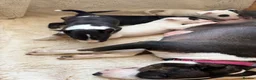 English Bull Terrier dogs for sale: Champion Bloodline English Bull Terrier Puppies - Advert 17