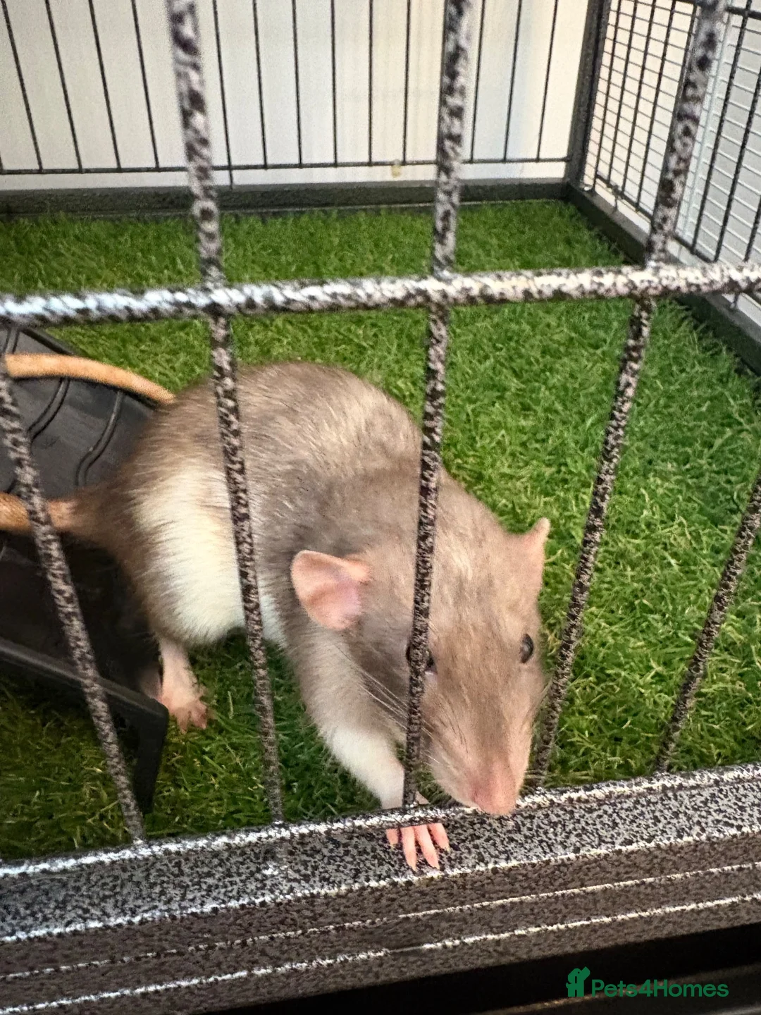 Rat rodents for sale: oreo, cheeto kitkat & coco need loving home  - Advert 2