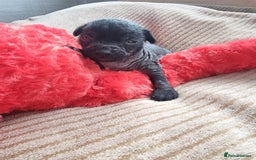 Mexican Hairless dogs for sale: Mexican hairless mini puppies for sale  - Advert 10