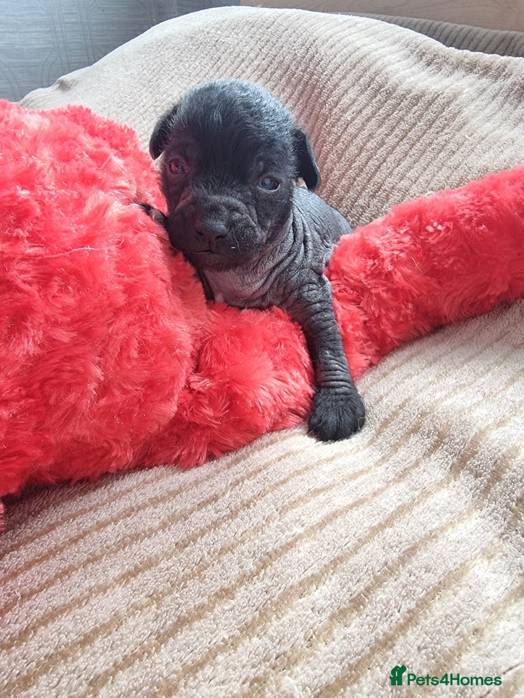 Mexican Hairless dogs for sale: Mexican hairless mini puppies for sale  - Advert 10