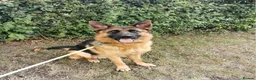 German Shepherd dogs for sale: Exceptional German Shepherd Puppies  - Advert 10