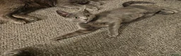 Russian Blue cats for sale: Russian Blue Male Kittens Ready Now in Rochester - Advert 4