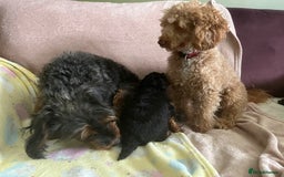 Jackapoo dogs for sale: Adorable (85% Toy Poodle) Jackapoo pups  - Image 13