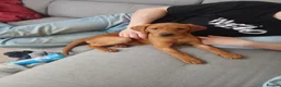 Labrador Retriever dogs for sale: Deep red fox labrador girl 4 months old  - Advert 5