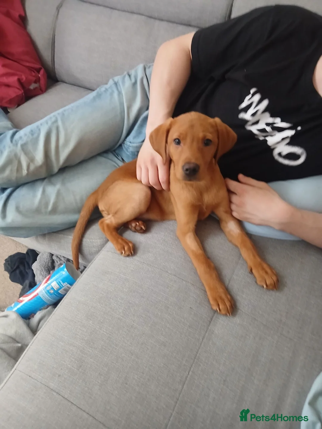 Labrador Retriever dogs for sale: Deep red fox labrador girl 4 months old  - Advert 5