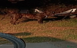 Presa Canario dogs for stud: Perro de Presa Canario for stud  - Image 9