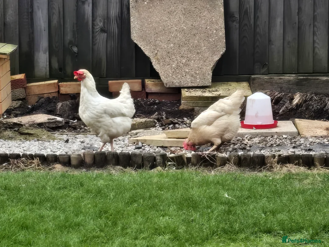 Chickens poultry for sale: Trio of 3x hens & large coop - Advert 4