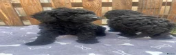 Toy Poodle dogs for sale: Toy poodle puppies  - Advert 2