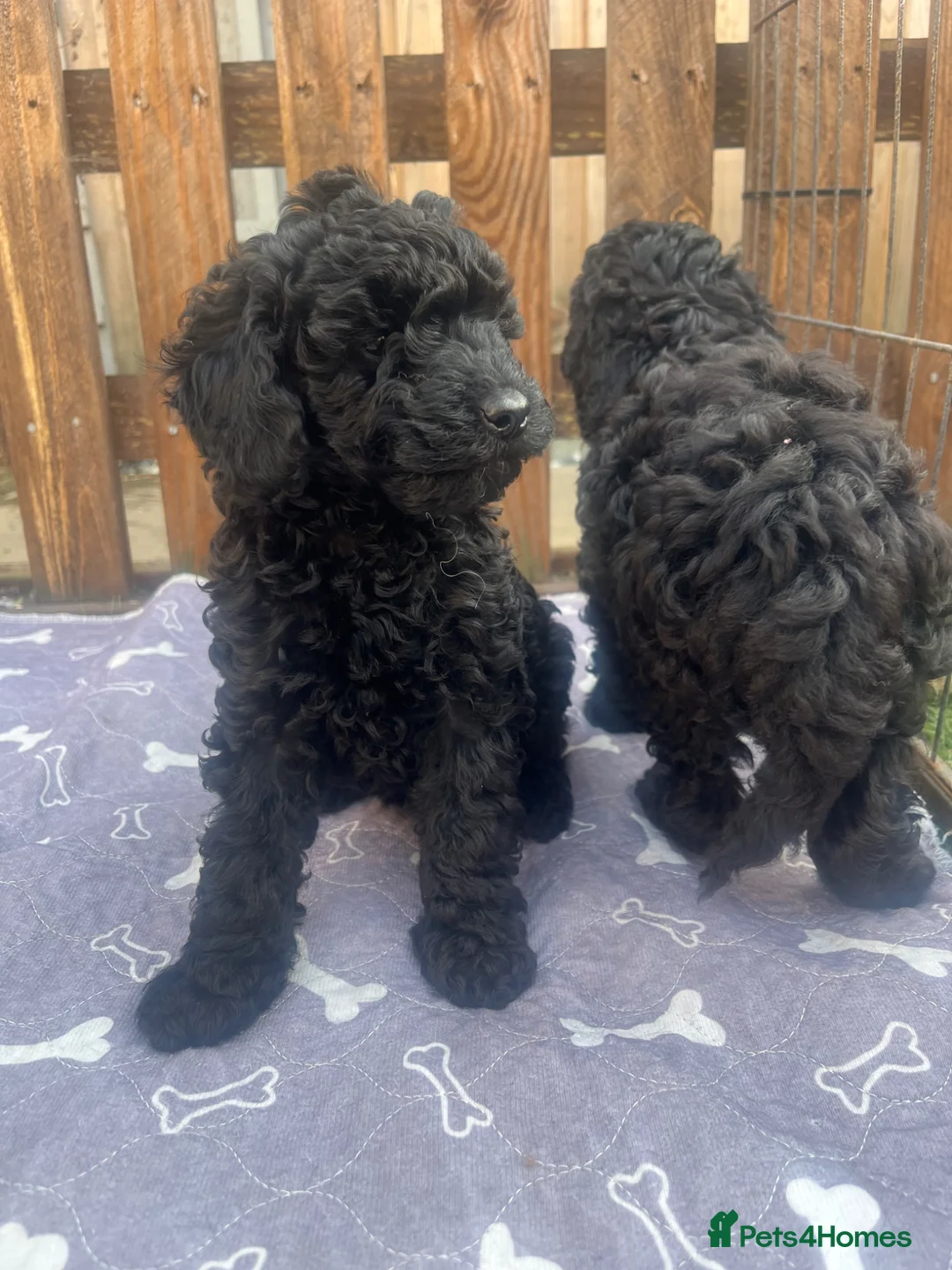 Toy Poodle dogs for sale: Toy poodle puppies  - Advert 2