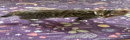 Bengal cats for sale: Snow Sepia 💙 TICA Pedigree 🐆 Bengal Kitten  in Deal - Advert 8