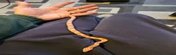 Python Snake reptiles for sale: 2 pythons 1 corn snake  - Advert 4