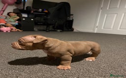 American Bully dogs for sale: Micro Bully puppies for sale!  - Advert 9