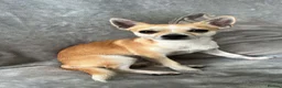 Chihuahua dogs for sale: 4 chihuahua males looking for their forever home - Advert 12