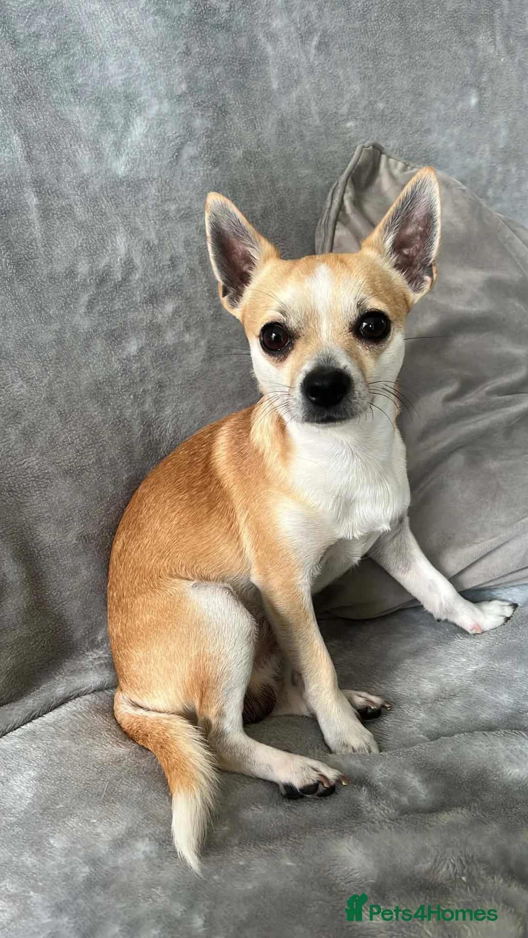 Chihuahua dogs for sale: 4 chihuahua males looking for their forever home - Advert 12